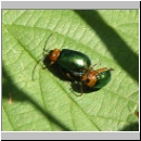 Sermylassa halensis - Blattkaefer 01.jpg